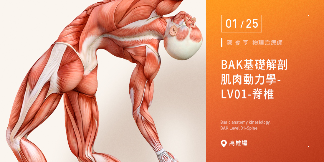 BAK基礎解剖肌肉動力學-LV01-脊椎