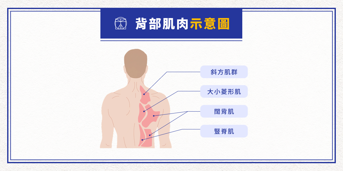 背部肌肉示意圖